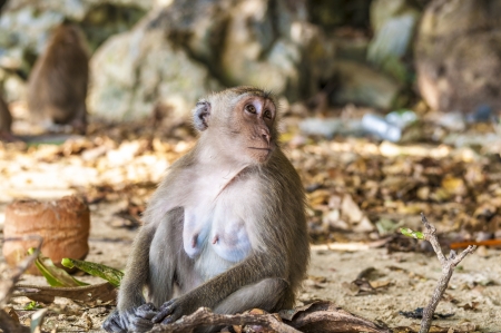 Macaque monkey playing in a tropical jungle in its natural habitatの写真素材