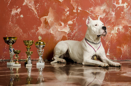 White dog champion dogo argentino utilityの写真素材