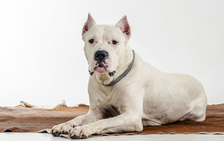 Large white Argentine dog breed serviceの写真素材