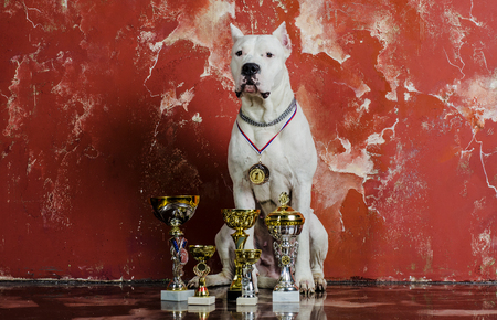 Large white Argentine dog breed serviceの写真素材