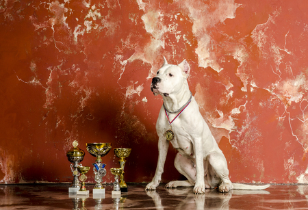 Argentine white dog with cupsの写真素材