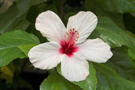 Tropical flower.の写真素材