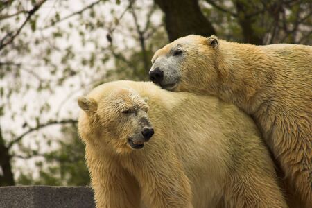 Polar bears in love.の写真素材