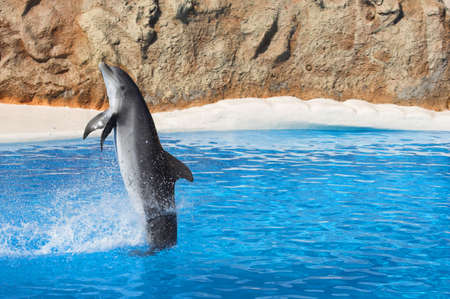 Dolphin swimming backwards.の写真素材