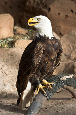 Portrait of a captive bald eagle.