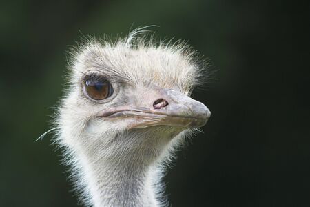 Ostrich head close-up.