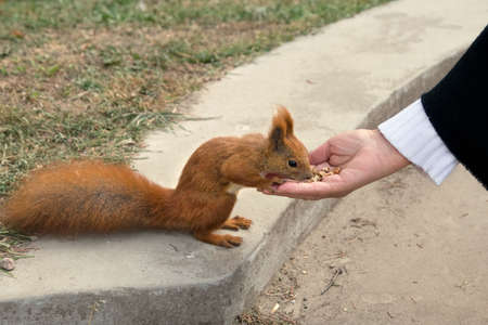 Eurasian red squirrel (Sciurus vulgaris) eating nuts from hand.の写真素材