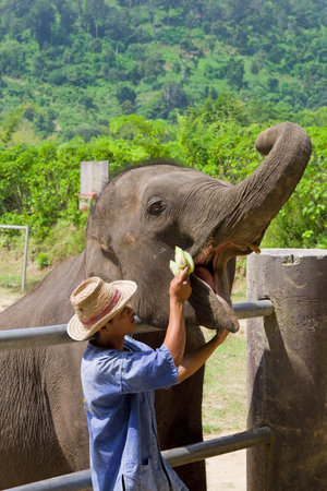 CHIANG MAI PROVINCE, THAILAND - OCTOBER 24: Trainer feeding an elephant with bananas on October 24, 2007 in Mae Sa Elephant Camp, Chiang Mai province, Thailandのeditorial素材