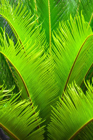 Closeup on a palm  large leavesの写真素材