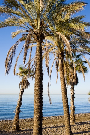 Palm trees on a beach in Marbella, Andalusia region, Costa del Sol, Spainの写真素材