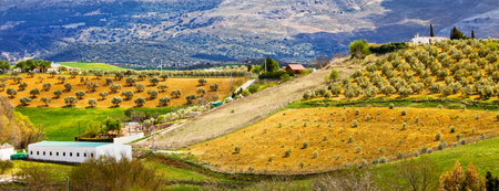 Andalusia picturesque hilly countryside panorama with olive trees groves on cultivated fields in southern Spain, Malaga province.のeditorial素材