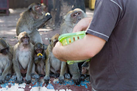 Group of hungry macaques monkeys roaming streets of Huan Hin city in Thailand, waiting in row for their food from a tourist.の写真素材