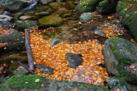 Autumn leaves blocked on a stream by log and rocks.の写真素材