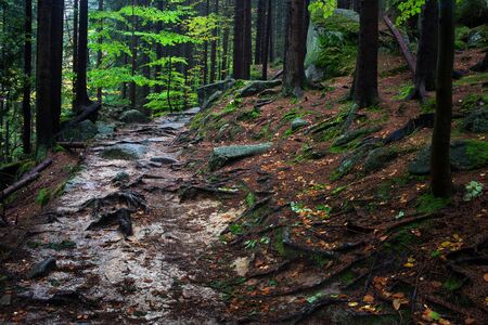 Wild path covered with tree roots and rocks in the mountain forest, Karkonoski National Park,...