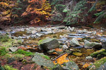 Czech Republic, Sudetes, Krkonose Mountains (Karkonosze), stream in autumn forestの写真素材