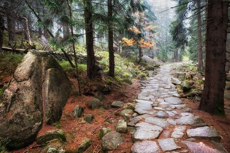 Stone footpath in autumn mountain forest