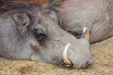 Sleeping warthog - Phacochoerus africanus, wild pig in the family Suidaeの写真素材