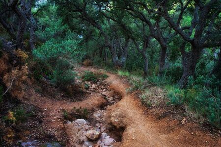 Wild path with spooky trees in coastal forest of Costa Brava in Spain, mysterious magical atmosphere