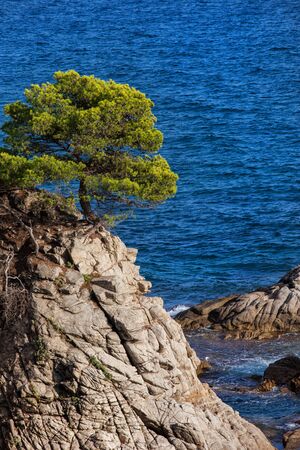Lone tree on a cliff at Mediterranean Sea on Costa Brava in Catalonia, Spainの写真素材
