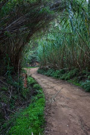 Rural path through tall reed plants in Mediterranean countryside of southern Spain in Catalonia region.の写真素材