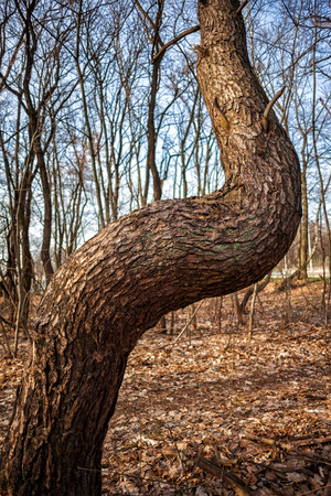 Crooked pine tree in the forest, bent in near 90 degrees L shapeの写真素材