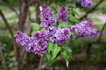 Syringa vulgaris common lilac flowers, olive family Oleaceae, region: native to the Balkan...