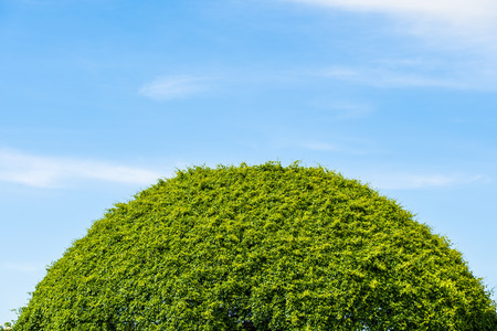 Abstract half ball dome made of green plants against blue sky