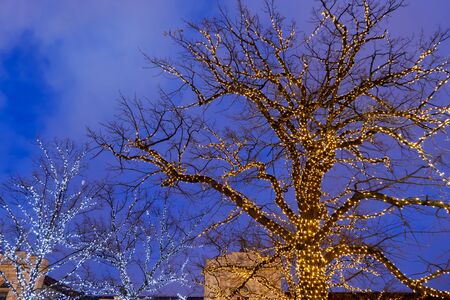 Illuminated trees covered with led lights in the evening, abstract city decoration during Christmas...