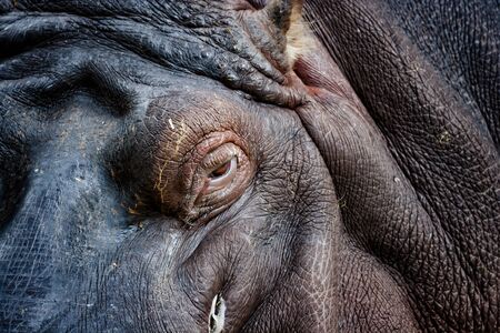 The hippopotamus (Hippopotamus amphibius) closeup on head, eye and thick wrinkly skin