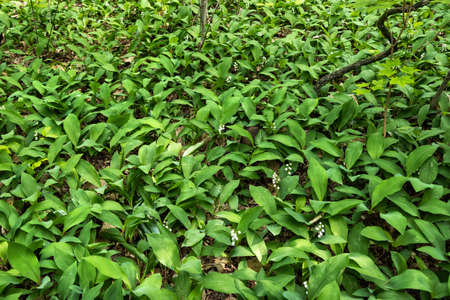 Lily of the Valley green stems field in spring, Convallaria majalis plants