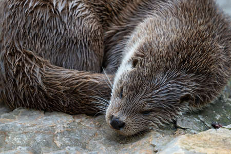 European otter (Lutra lutra) resting on the rock, family: Mustelidae, region: Europe and Asia.の写真素材