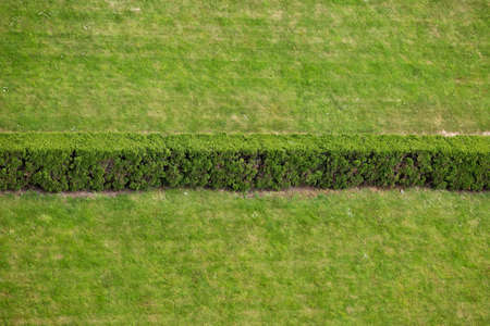 Green grass background, freshly cut lawn separated in half by the hedgerow