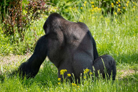 Western lowland gorilla (Gorilla gorilla gorilla) relax in the meadow, family: Hominidae, region:...