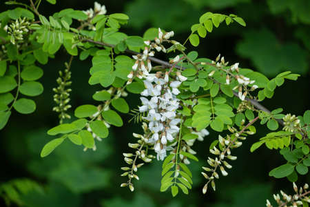 Robinia pseudoacacia, other names: false acacia or black locust, deciduous tree branch with leaves and flowers, pea family: Fabaceae.の写真素材