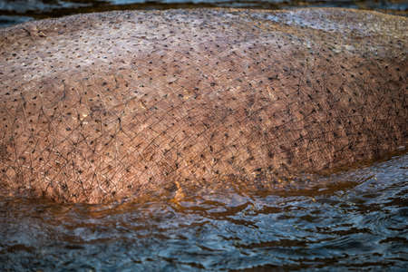 Closeup on thick skin of common hippopotamus (Hippopotamus amphibius, Nile hippopotamus) in the water, family: Hippopotamidae, native region: Africa.の写真素材