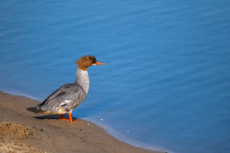 Mergus merganser (goosander) female water bird on the river shore looking into the water, family: Anatidaeの写真素材
