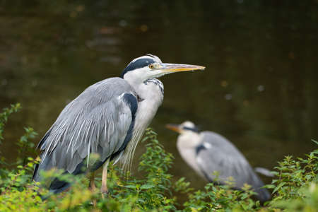 Grey heron (Ardea cinerea) wading bird by the lake, family: Ardeidae, region: temperate Europe and Asiaの写真素材