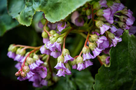 Bergenia cordifolia, Heartleaf bergenia flowers, family: Saxifragaceae, region: Altai, southern Siberia (West Sayans)の写真素材