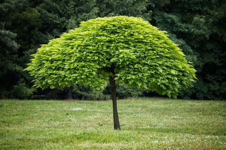 Single well groomed young tree in the middle of park meadow, selective focus.の写真素材