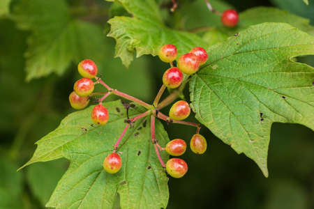 Gaultheria procumbens fruits, (eastern teaberry, the checkerberry, the boxberry), small, low-growing shrub in the family: Ericaceae.の写真素材