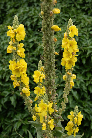 Yellow flowers of the denseflower mullein, Verbascum densiflorum Bertol. in the family:...