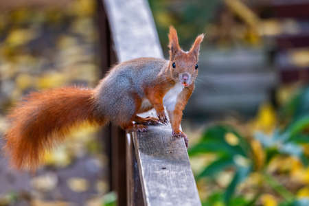 Eurasian red squirrel (Sciurus vulgaris) on wooden balustrade, arboreal rodent in the genus Sciurus, family: Sciuridae.の写真素材