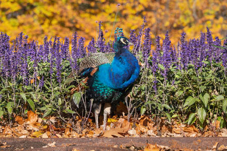 Peacock in autumn flowers and leaves in the garden, bird in the family: Phasianidae.の写真素材