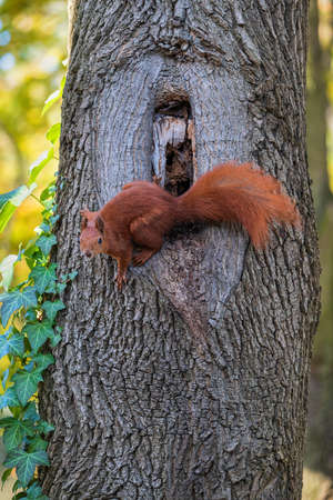 The red squirrel (Sciurus vulgaris) next to a tree hollow, arboreal rodent in the family: Sciuridae.の写真素材
