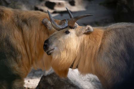 Tibetan takin or Sichuan takin (Budorcas taxicolor tibetana) goat-antelope, native region: Tibet and the provinces of Sichuan, Gansu and Xinjiang in China.の写真素材
