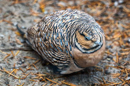 The pin-tailed sandgrouse (Pterocles alchata) bird in the family Pteroclidae.