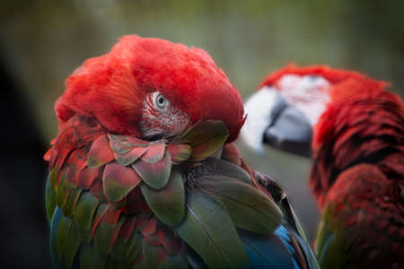Green-winged macaw (Ara chloropterus, red-and-green macaw), large parrot in the family: Psittacidae,...