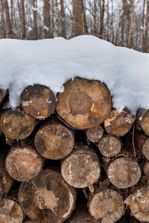 Pile of tree logs with snow cap in winter forest.の写真素材
