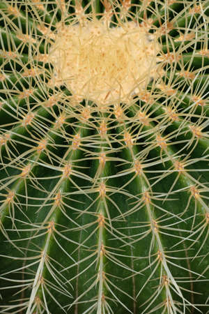 Abstract natural background of Echinocactus grusonii (Kroenleinia grusonii), the golden barrel...