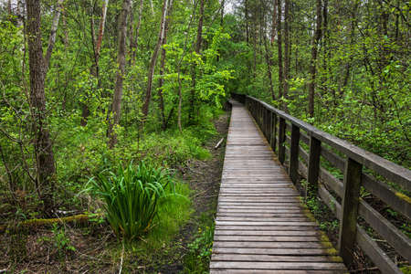 Wooden path through the marshes in Kampinos Forest of Kampinoski National Park near Warsaw, Masovia...
